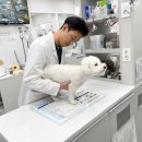 반송동051 | 부산 반송동 동물병원 강아지 디스크 수술해야만 하나요?