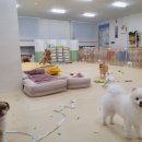 멍린이집 이미지