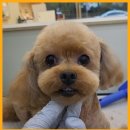 그린펫그루밍 이미지