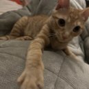 펫츠올 동물의료원 이미지