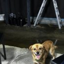 미견미묘 이미지