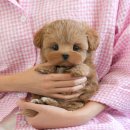 미유펫 강아지고양이 구미점 이미지