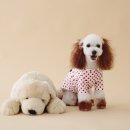 알콩달콩 펫살롱 이미지