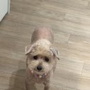 펫츠다이닝(pet's dining) 이미지