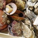 더가리비 이미지