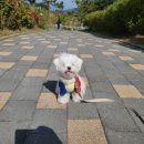 해피독 트레이닝스쿨 이미지