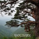 풀향 이미지