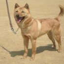 육군 군견훈련소 이미지