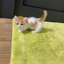 낭만고양이(강서점) 이미지