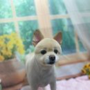 호이펫샵 이미지