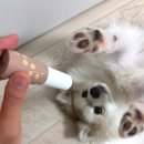 마라피키 | [강아지 발바닥 보습제 추천] 여름철 산책 후 꼭 발라주세요! 마라피키 케어 밤 후기 🐾