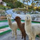 세인트 인 우둠지 펜션 이미지