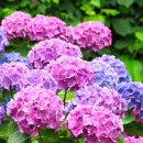 내리1길 이미지