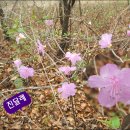 풍암초교 이미지