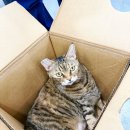 이솜 동물병원 이미지