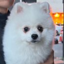 멍멍사우나 이미지