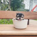 착한애견분양강아지 수원광교본점 이미지