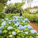 수국민박 이미지