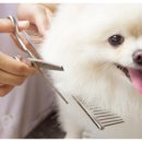 지아 애견샵 이미지