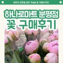 하나로약국 | 청주 분평동 하나로마트 꽃 구매후기, 가성비 좋은 미니장미 내돈내산