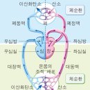 혈관과 혈액에 대해 이미지