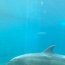 돌고래약품 이미지