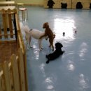 카페독스 이미지