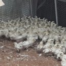 부성약품 이미지