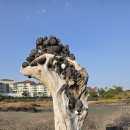 토산2리마을회관 | 제주올레 4코스(표선~남원)