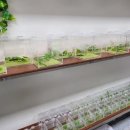 도마바얌 이미지