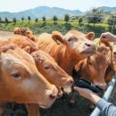 땅끝축산 이미지