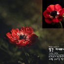 아네모네