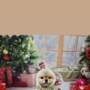 하울 애견 유치원 이미지