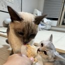꼬리연구소 | 고양이 간식, 꼬리연구소 통살큐브 리얼 후기😍