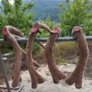 광양사슴농장 네이버블로그
