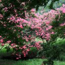 천년숲서로(서) 이미지