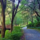 백야자연휴양림 이미지