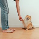 우리강아지 이미지