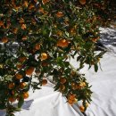 미숙농장 | [공지] 아직도 맛없는 귤 드시나요? 10년째 진행하는 만나홀릭 꿀귤, 당도와 맛 보장합니다! 찐~한 맛의...