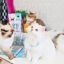 샤이니덴탈 이미지