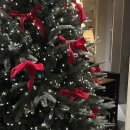 트리트멍멍 이미지