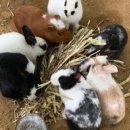 대구농장 이미지