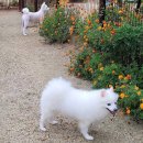 코코 반려견 호텔 이미지