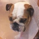 오원석 황금동물병원 이미지