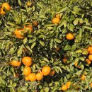 구야목장 | [제주] 3박 4일 가족여행 #2 섭지코지/꽃가람/하례감귤/담소요/올레시장/명랑해녀홈스테이