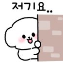 골든햄스터분양 탬펫 이미지