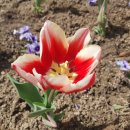 호랑이 유도관 이미지