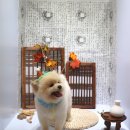 하이마이댕댕 이미지