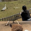 길갈 | [제주]제주도 길갈팜랜드+카페말로체험 후기
