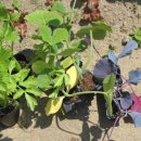 심지농장 이미지